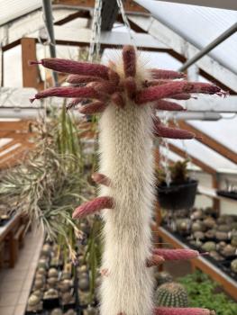 Cleistocactus strausii